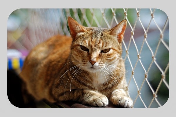 Tela de proteção para Gatos